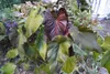 Anthurium (Anthurium chamberlainii X) – 1 vyklíčená semínka Náhled obrázku produktu 2