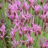 6 x Lavanda in vaso - Lavandula stoechas 'Pedunculata' | Anteprima dell’immagine prodotto 1