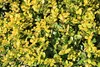 Stauden Gänge 1 x Ilex crenata 'Golden Gem' Kugel 30 - 40 Produktbild-Vorschau 5