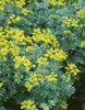 Ruta graveolens, Weinraute, aromatisch, ca. 9x9 cm Topf Produktbild-Vorschau 5