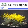SAFLAX - Skutečná tygří čelist - Faucaria tigrina - 40 Náhled obrázku produktu 10