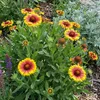 3x Gaillardia Arizona Sun P9H20 Produktbild-Vorschau 1