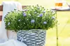 Kissen-Aster, im Topf - Aster dumosus, hellblau Produktbild-Vorschau 2