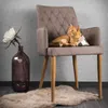 PIRAMID XL cuscino di coccole per gatti | Gatto canadese | Anteprima dell’immagine prodotto 9