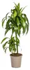 Drachenbaum Hawaiian Sunshine Ø19cm - ↕70 - 90cm Produktbild-Vorschau 1