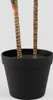 HOMLA TROPISCHE ZONE Kunstpflanze Dracaena 90 cm Produktbild-Vorschau 3