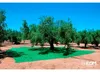 Coperta per la raccolta della frutta 3x6m colore verde Anteprima dell’immagine prodotto 1
