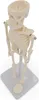 Mini Micro Skelett Anatomie Modell mit 20cm auf Stativ Produktbild-Vorschau 3