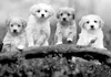 Selbstklebende Folie Fototapete - Four Puppies 245x175 cm Produktbild-Vorschau 5