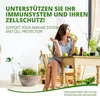 Astragalus Kapseln, Tragantwurzel Extrakt 20:1, 336 mg Produktbild-Vorschau 2