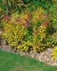 Japanische Spiere Goldflame 10-15 cm, im Topf - Spiraea Produktbild-Vorschau 10