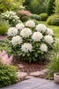 Rhododendron Cunningham’s White 15–20 cm – Winterhart, Produktbild-Vorschau 3