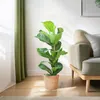Ficus Lyrata Geigen-Feige Zimmerpflanze 80cm hoch Ø21cm Produktbild-Vorschau 3