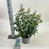 Escallonia 'Iveyi' - Arbusto andino | 30-40 cm in vaso Anteprima dell’immagine prodotto 1