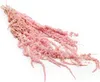 Stabilisiertes Amaranth - Amaranth - Rosa Produktbild-Vorschau 1