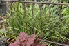 A metal garden fence with decorative scrollwork is shown in front of green and variegated grass-like plants and some reddish-purple foliage. Produktbild-Vorschau