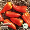 Samenliebe  Paprika Samen | Ferenc Tender - rot & lang - Produktbild-Vorschau 4