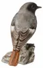 Goebel Vogel des Jahres 2025 Hausrotschwanz (Figur, Podgląd zdjęcia produktu 10