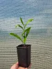 Magnolia Betty 2L Podgląd zdjęcia produktu 7