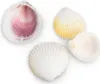 Cardium flavus, 0,5kg, ca. 3-5cm, ca. 90-100 Stk. | Produktbild-Vorschau 4