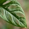 Green boutiQ - Zimmerpflanze - Monkey Mask - Monstera Produktbild-Vorschau 6