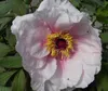 Strauchpfingstrose - Baumpfingstrose - Paeonia suffruticosa Produktbild-Vorschau 2