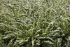 Spiraea nipponica 'Snowmound', Japanische Spiere, weiß, Produktbild-Vorschau 3