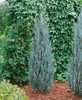 Juniperus scopulorum 'Blue Arrow', Wacholder, säulenförmig, Produktbild-Vorschau 2