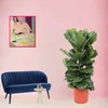 Trendyplants - Arbusto di Ficus Lyrata - Pianta di tabacco Anteprima dell’immagine prodotto 2
