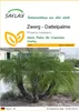 SAFLAX - Zwerg - Dattelpalme - 25 Samen - Phoenix Produktbild-Vorschau 1