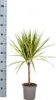 Dracaena Marginata Sunray Drachenbaum Ø17cm 60-80cm Produktbild-Vorschau 5