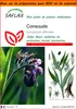 SAFLAX Garden in the bag - Consoude - 15 graines - Voir les images du produit 1