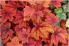 Stauden Gänge 1 x Heucherella Hybride 'Sweet Tea' im 1 Produktbild-Vorschau 1