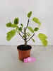 Ficus carica 'Black Mission' figovník, forma kríka, Náhľad obrázku produktu 2