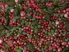Pickerd Lieblingsstreusel Urban Jungle 110 g Produktbild-Vorschau 4