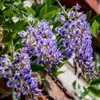 Wisteria macrostachya 'Blue Moon', Amerikanischer Produktbild-Vorschau 1
