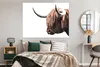 MuchoWow® Poster Schottischer Highlander - Kuh - Hoorn Produktbild-Vorschau 4