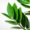Zamioculcas Zamiifolia Glücksfeder robuste Zimmerpflanze Produktbild-Vorschau 4
