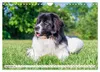 Traumhund Landseer (Wandkalender 2027 DIN A4 quer), Produktbild-Vorschau 12