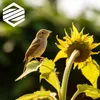 10kg słonecznika łuskanego | Idealny dla młodych ptaków | Podgląd zdjęcia produktu 7