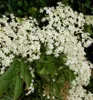 Schwarzer Holunder ´HASCHBERG´ 30-40 cm, Cont. 2 l Produktbild-Vorschau 2