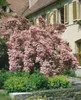 Kolkwitzia amabilis, Kolkwitzie, rosa Blüten, 60–100 cm Produktbild-Vorschau 11