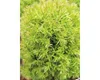 A close-up of a small, bushy green plant with needle-like leaves. Náhled obrázku produktu