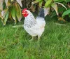 Dekofigur Henne Huhn Eva lebensechte Gartenfigur Tierfigur Produktbild-Vorschau 1