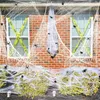 Sada na výrobu pavučiny na Halloween, 400 g elastické Náhled obrázku produktu 5