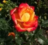 Rose ‘Mein München’ - Hochstamm  | 170–180 cm | Stammhöhe Produktbild-Vorschau 2