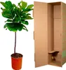 Ficus Lyrata – Figuier lyre – environ 130 cm de haut – Ø 24 Voir les images du produit 3