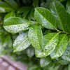 Kirschlorbeer Prunus laurocerasus Etna Stamm-plant Productafbeelding-voorbeeld 4