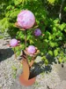 Edelrost Glasblume Ferrum, rosa-lila Kugeln Produktbild-Vorschau 2
