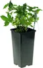 Erdbeerhimbeere - Rubus illecebrosus, Cont. 0,8 l Produktbild-Vorschau 7